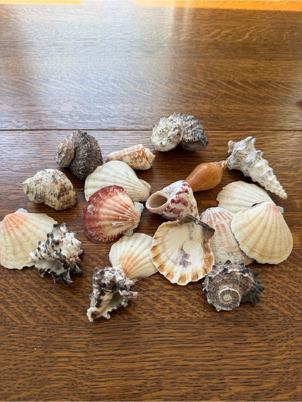 Seashells from the Saint Croix, UVI